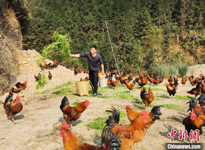 肖益顺给“大坡飞鸡”喂草。 滕以洪 摄 广西养殖户无奈训鸡吃牧草 意外发现省钱又走俏